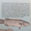 Pocket Guide to Freshwater Fishes of Southern Africa | M. N. Bruton, et al.