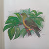 Ornithologia de Angola (Volume 1, Portuguese Text) | A. A. da Rosa Pinto