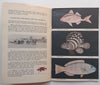 Durban’s Ocean Aquarium (Guide Book, Published 1961)