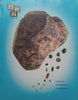 SWA Annual 1975 (South West Africa/Namibia)