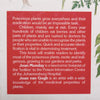 Poisonous Plants in South African Gardens and Parks: A Field Guide | Joan Munday