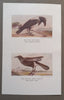 Nature Notes (Nos. 33 to 42) | S. H. Skaife