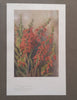 Nature Notes (Nos. 33 to 42) | S. H. Skaife