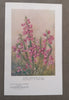 Nature Notes (Nos. 33 to 42) | S. H. Skaife