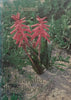 The Lachenalia Handbook | Graham Duncan