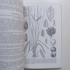 Flora Zambesiaca (Vol. 10, Part 2) | G. V. Pope (Ed.)