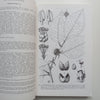 Flora Zambesiaca (Vol. 8, Part 3) | E. Launert (Ed.)