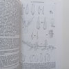 Flora Zambesiaca (Vol. 8, Part 2) | E. Launert &amp; G. V. Pope (Eds.)