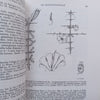 Flora Zambesiaca (Vol. 7, Part 4) | E. Launert &amp; G. V. Pope (Eds.)