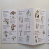 50 Wild Flowers of the Kalahari and Eastern Karoo (Weatherproof Folding Guide) | Tania Anderson