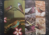 More Garden Birds of Southern Africa | Peter Ginn & Geoff McIlleron