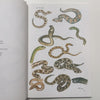 A Guide to Reptiles, Amphibians &amp; Fishes of Zambia | Richard Jeffery (Ed.)