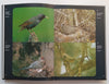 Garden Birds of Southern Africa | Peter Ginn & Geoff McIlleron