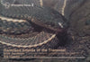 Harmless Snakes of the Transvaal | N.H.G. Jacobson & W.D. Haacke