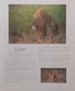 Wildlife of Southern Africa: A Kingdom for the Wild
