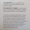 Xenophobe’s Guide to the Swedes | Peter Berlin