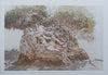 Leigh Voight: Trees, The Recollections of a Dendrogenalogist (To Accompany the Exhibition, With Extra Materials)