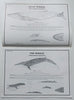 The Mariners Guide to Whales of the Southern Hemisphere