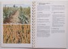 Effective Weed Control in Maize and Grain Sorghum