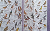 Birds of the Drakensberg (Fold-Out Guide) | Philip Tarboton & Warwick Tarboton