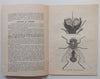 A Lecture on the House or Typhoid Fly (Published 1932) | A. J. Milne