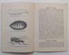 A Lecture on the House or Typhoid Fly (Published 1932) | A. J. Milne