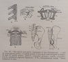 The Morphology and Evolution of the Apes and Man (Published 1924) | Charles F. Sonntag