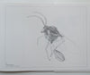 Ink Drawings and Watercolours of African Chalcid Wasps (Limited Edition, Scarce) | Anthony Watson & Gerhard Prinsloo