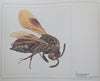 Ink Drawings and Watercolours of African Chalcid Wasps (Limited Edition, Scarce) | Anthony Watson & Gerhard Prinsloo
