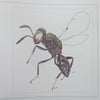 Ink Drawings and Watercolours of African Chalcid Wasps (Limited Edition, Scarce) | Anthony Watson & Gerhard Prinsloo
