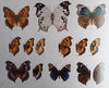 A Guide to the Butterflies of Zambia | Elliot Pinhey and Ian Loe