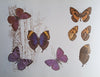 A Guide to the Butterflies of Central and Southern Africa | Elliot Pinhey and Ian Loe