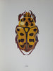 A Book of Beetles | Joseph R. Winkler and Vladimir Sohac