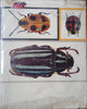 A Book of Beetles | Joseph R. Winkler and Vladimir Sohac