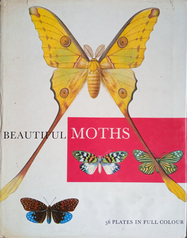 Beautiful Moths | J. Moucha and F. Prochazka