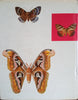 Beautiful Moths | J. Moucha and F. Prochazka