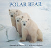 Polar Bear | Photography by Dan Guravich, Text by Downs Matthews