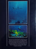 Red Sea Diving Guide | Andrea Ghisotti and Alessandro Carletti