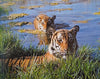 Rewilded: Saving the South China Tiger | Li Quan