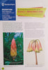 Standard Bank Exhibition. A Learner Resource on the Art of the Exact Imagination: 300 Years of Botanically Inspired Art in South Africa