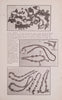 The Bead in Africa: An Introduction [Pamphlet]