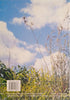 Grasses of Southern Africa | G.E. Gibbs Russel, L. Watson, M. Koekemoer, L. Smook, N.P. Barker, H.M. Anderson, M.J. Dallwitz