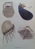 Beautiful Shells: Their Nature, Structure, and Uses (First Edition, 1855, with Hand-Coloured Plates) | H. G. Adams