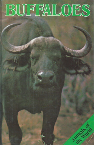 Buffaloes | Bernard Stonehouse
