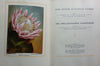 Our South African Flora (Cards Correctly Inserted with Photo Corner Ends) | R. H. Compton