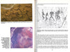 The Drakensberg Bushmen and Their Art: With a Guide to the Rock Paintings Sites | A. R. Willcox