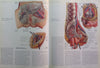 Reproductive System (CIBA Collection of Medical Illustrations Vol. 2) | Frank H. Netter