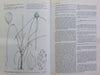 Cyperaceae in Natal | K. D. Gordon-Gray