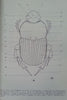 The Genus Onitis F. of Africa South of the Sahara (Scarabaeidae, Coleoptera) | M. C. Ferreira