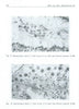 Ecology of the Suricate, Suricata Suricatta, and Yellow Mongoose, Cynictis Pencillata, with Special Reference to Their Reproduction | C. D. Lynch